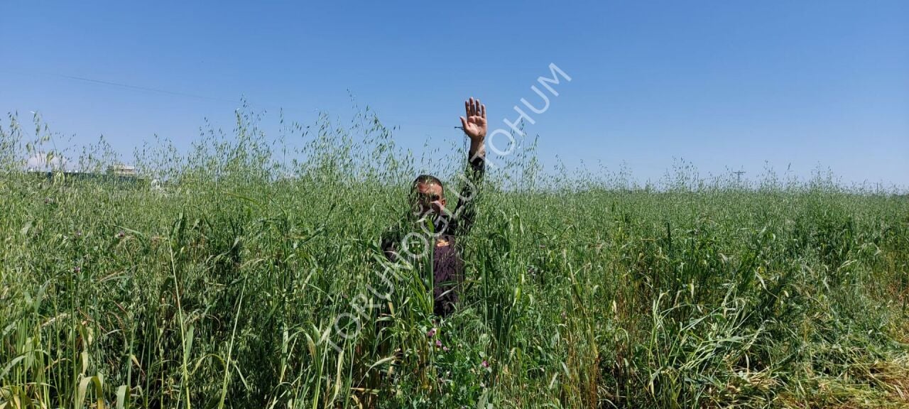 5 li Karışım Tohumu