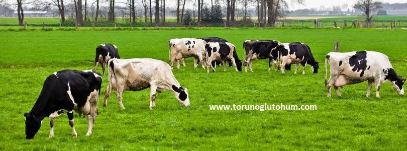 İthal Yapay Çayır Mera Tohumu 9 Mix