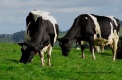 İthal Yapay Çayır Mera Tohumu 9 Mix