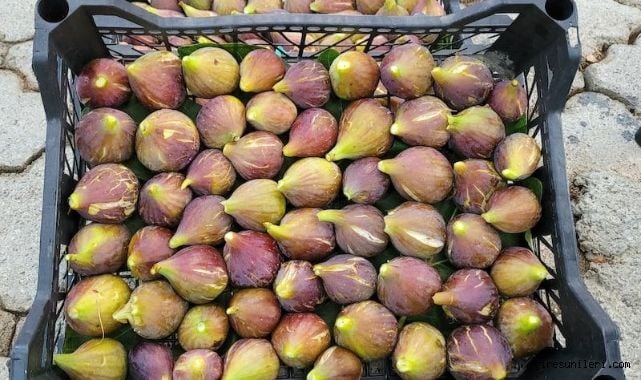 Karadeniz Patlıcan İncir Fidanı