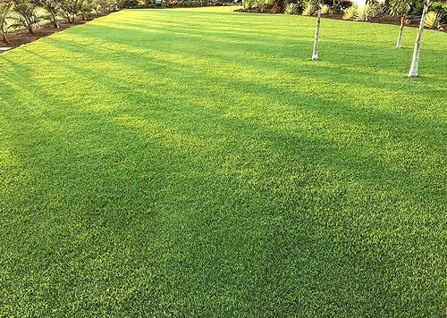 Güneşe ve Sıçağa Dayanıklı Çim Tohumları