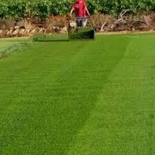 1 Kg Çim Tohumu Kaç Metrekare