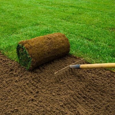 Kurağa Dayanıklı Çim Tohumu