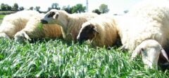 Ryegrass Tohumu İthal Orjinal