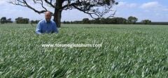Ryegrass Tohumu İthal Orjinal 3 KG