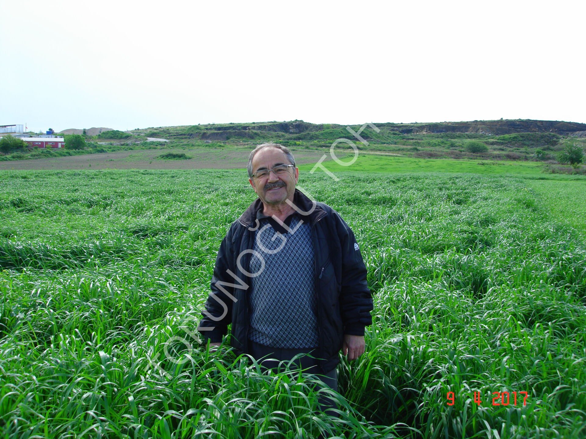 Ryegrass Tohumu İthal Orjinal