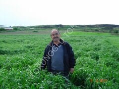 Ryegrass Tohumu İthal Orjinal