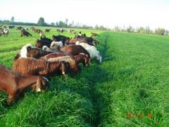 Ryegrass Tohumu İthal Orjinal