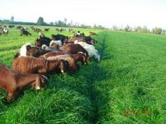 Ryegrass Tohumu İthal Orjinal 3 KG