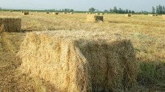 Ryegrass Tohumu İthal Orjinal 3 KG