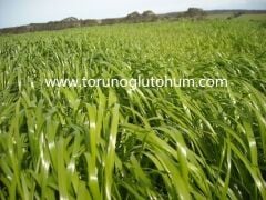 Ryegrass Tohumu İthal Orjinal