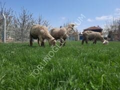 Süper Yapay Çayır Mera 7'li OT Tipi  Karışım