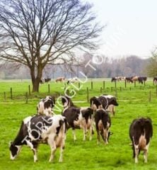 Süper Yapay Çayır Mera 7'li OT Tipi  Karışım