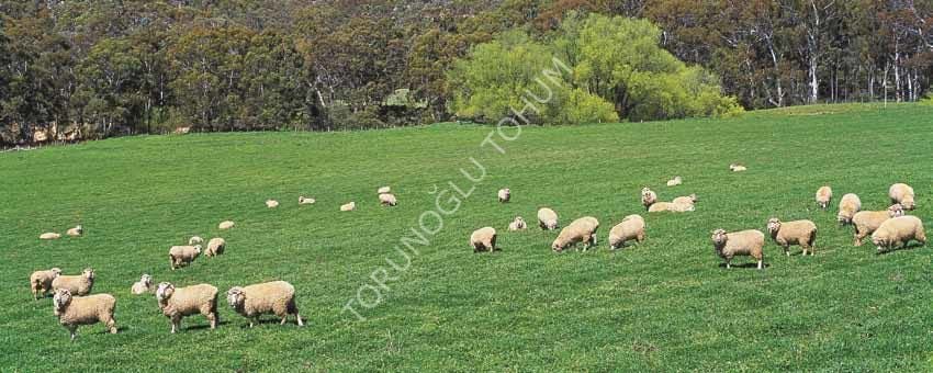Süper Yapay Çayır Mera 7'li OT Tipi  Karışım