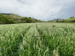 4'lü Mix İthal Yem Bitkisi Tohumu 25 Kg