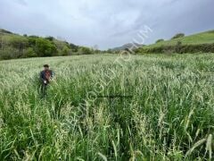 4'lü Mix İthal Yem Bitkisi Tohumu 25 Kg