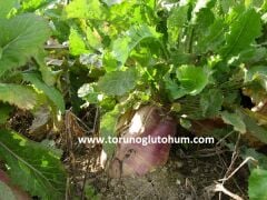 Yem Şalgamı Tohumu Hayvan Turpu 1 Kg