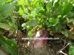 Yem Şalgamı Tohumu Hayvan Turpu 1 Kg