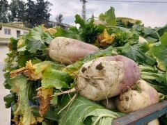 Yem Şalgamı Tohumu Hayvan Turpu 1 Kg