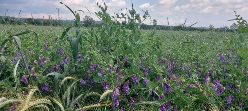5'li Karışım Mix Yem Bitkisi Tohumu 25 Kg