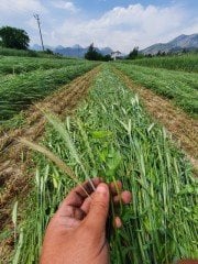 5'li Karışım Mix Yem Bitkisi Tohumu 25 Kg