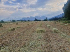 5'li Karışım Mix Yem Bitkisi Tohumu 25 Kg