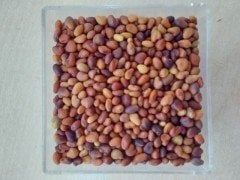 Çayır Üçgülü Trifolium Pratense Tohumu