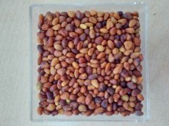 Çayır Üçgülü Trifolium Pratense Tohumu