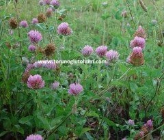 Çayır Üçgülü Trifolium Pratense Tohumu