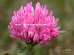 Çayır Üçgülü Trifolium Pratense Tohumu