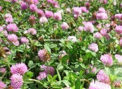 Çayır Üçgülü Trifolium Pratense Tohumu