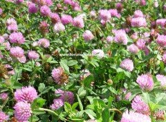 Çayır Üçgülü Trifolium Pratense Tohumu