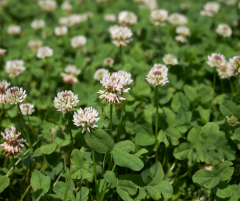 Ak Üçgül Tohumu Süs Yoncası