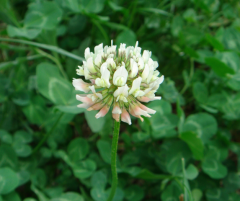 Ak Üçgül Tohumu Süs Yoncası