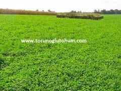 Ak Üçgül Tohumu Süs Yoncası