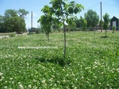 Ak Üçgül Tohumu Süs Yoncası