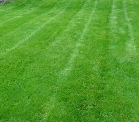 İngiliz Çimi - Lolium Perenne İthal Tohum