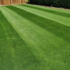 İngiliz Çimi - Lolium Perenne İthal Tohum