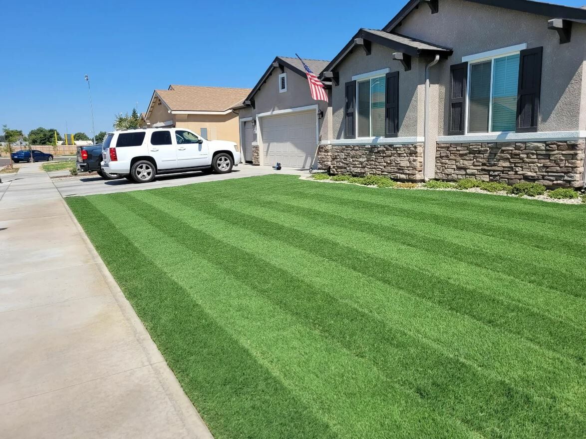 Bermuda Grass Çim Tohumu Cynodon Dactylon 25 KG