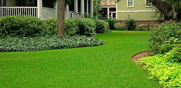 Bermuda Grass Çim Tohumu Cynodon Dactylon 5 KG