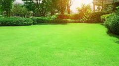 Bermuda Grass Çim Tohumu Cynodon Dactylon