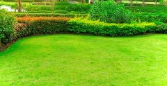 Bermuda Grass Çim Tohumu Cynodon Dactylon 5 KG