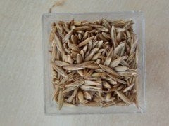 Festuca Arundinacea (Kamışsı Yumak) Grande 2 Çim Tohumu