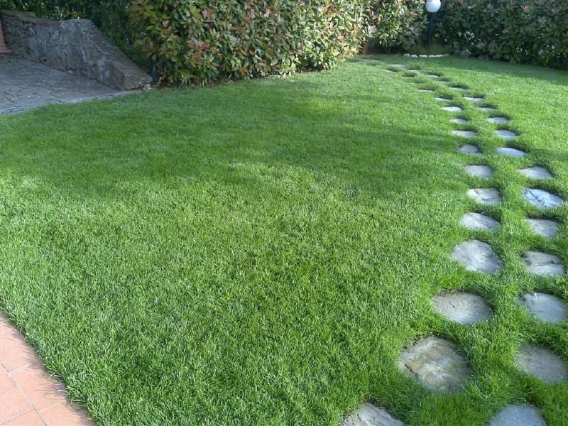 Festuca Arundinacea (Kamışsı Yumak) Grande 2 Çim Tohumu