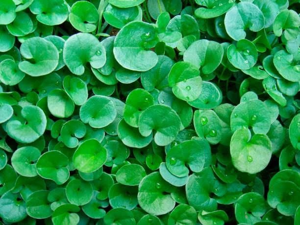 Fare Kulağı Çim Tohumu Dichondra Repens