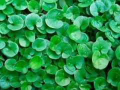 Fare Kulağı Çim Tohumu Dichondra Repens