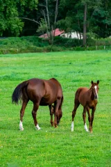 At Merası - At Hara Tohumu 6'lı OT Tipi Karışım