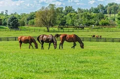 At Merası - At Hara Tohumu 6'lı OT Tipi Karışım