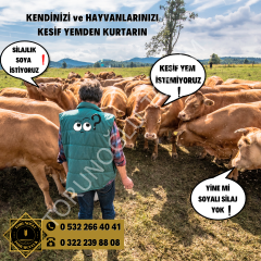Silajlık Soya Tohumu 25 Kg