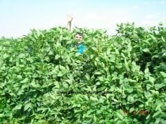 Silajlık Soya Tohumu 25 Kg